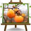 EURO PLANTS VIVAI EURO PLANTS Diospyros Kaki Vainiglia o vaniglia Pianta da Frutto Età 4 Anni | frutto dolce e aromatico, resistente al freddo - Vaso 24-26 cm Altezza 170-200 cm