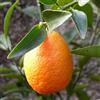 le Georgiche Vivai le Georgiche - Pianta vera di Kucle Citrus x margarita x Citrus reticulata 'Clementin - vaso Ø 20 cm - altezza alla vendita 40-60 cm