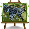 EURO PLANTS VIVAI Vite Fragola Nera Vite da Tavola Età 2 Anni | Vaso 20 cm Altezza 150~170 cm