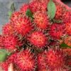 Generic albero di rambutan - rambutan da rialzata siepi, arbusti, decorazioni per il soggiorno per gli amanti del giardino arbusti a crescita esotico e 3semi