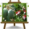 EURO PLANTS VIVAI Feijoa Triumph Pianta da Frutto Antico Pianta Età 2 Anni | Antica varietà - Vaso 20 cm Altezza 90-100 cm