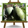 EURO PLANTS VIVAI Feijoa Mammouth Pianta da Frutto Età 2 Anni | Antica varietà - Vaso 20 cm Altezza ca. 100 cm
