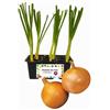 P. Piantine da Orto | Cipolla Dorata, Kit 9 Piantine, Pianta Pronta per il Trapianto, Pianta Vera da Orto, da Balcone e da Esterno, Vivaio Italiano