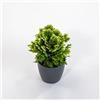 le Georgiche Vivai le Georgiche - Pianta vera di Selaginella martensii Jori - vaso Ø 9 cm - altezza alla vendita 5-10 cm