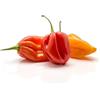 Love my Nature Semi di Habanero - semi di peperoncino habanero molto piccante (Capsicum chinense) per giardino, balcone, vaso e serra - diverse varietà | Love my Nature (Mix)