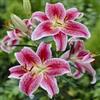 Vivaio Garden Forest, Lilium Stargazer - 3 bulbi calibro 14/16, Giglio orientale rosa intenso con bordi bianchi e puntinature scure, Profumatissimo, Ideale per giardino e vaso
