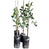 VIVAIO GARDEN FOREST Pistacchio Pistacia Vera Femmina - Albero da frutto | Rustico, Produttivo