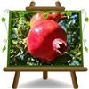 EURO PLANTS VIVAI Melograno Acco 128 Pianta da Frutto Età 4 Anni | Vaso 26 cm Altezza 160-170 cm