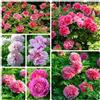Generic Bulbi di peonie, rare Paeonia suffruticosa - Le da balcone sono resistenti Le perenni 5pcs
