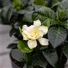 le Georgiche Vivai le Georgiche - Pianta vera di Gardenia jasminoides - vaso Ø 13 cm