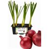 P. Piantine da Orto | Cipolla Rossa, Kit 9 Piantine, Pianta Pronta per il Trapianto, Pianta Vera da Orto, da Balcone e da Esterno, Vivaio Italiano