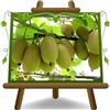 EURO PLANTS VIVAI Kiwi Giallo (Femmina) Jinfeng in Età 2 Anni | Vaso 20 cm Altezza 150-170 cm