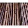 bambus-discount.com Canna di bambù 200 cm, color caramello con diametro di 5-6 cm, trattamento termico in forno a carburo, canna di bambù scuro, lunghezza 2 m