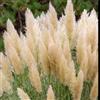Vivaio di Castelletto Erba della Pampas Cortaderia Selloana Argentea in vaso ø20 cm h 170/200cm | pianta di graminacee ornamentali Vivaio di Castelletto