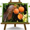 EURO PLANTS VIVAI Kaki Cioccolatino Pianta da Frutto Antico Età 4 Anni | Antica Varietà - Vaso 26 cm Altezza 160 cm