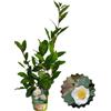 P. Piantine da Orto | Pianta del The - Camellia Sinensis, Vaso Diametro 14 cm, Pianta Pronta per il Trapianto, Pianta Vera da Esterno, Frutti Esotici, Vivaio Italiano