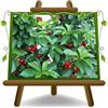 EURO PLANTS VIVAI Ciliegio Nano Lapins Pianta da Frutto Età 2 Anni | Pianta Innestata su Portainnesto Gisela 5 - Vaso 20 cm Altezza 150-170 cm