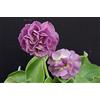 Generic Portale Cool Primula Auricula Susannah