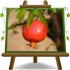 EURO PLANTS VIVAI Melograno Acco 128 Pianta da Frutto Età 2 Anni | Vaso 20 cm Altezza 120-140 cm