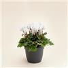 Generico Ciclamino Mini Bianco in Vaso | Pianta Ornamentale da Interno ed Esterno | Fiore Autunnale e Invernale, Resistente e Decorativo, Idea Regalo per la Casa o il Giardino | 1 Pianta