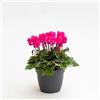 Generico Ciclamino Mini Fucsia in Vaso | Pianta Ornamentale da Interno ed Esterno | Fiore Autunnale e Invernale, Resistente e Decorativo, Idea Regalo per la Casa o il Giardino