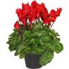 Generico Ciclamino Rosso in Vaso | Pianta Ornamentale da Interno ed Esterno | Fiore Autunnale e Invernale, Resistente e Decorativo, Idea Regalo per la Casa o il Giardino | 1 Pianta