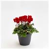 Generico Ciclamino Mini Rosso in Vaso | Pianta Ornamentale da Interno ed Esterno | Fiore Autunnale e Invernale, Resistente e Decorativo, Idea Regalo per la Casa o il Giardino | 1 Pianta