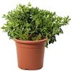 KENTIS Pittosporum Tobira Nanum Pitosforo Nano H 40/50 cm Vaso Ø 24 cm | Piante Vere da Siepe, da Giardino, Pianta da Esterni, Perenne