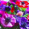 VIRIDIMANIA Bulbi da Fiore Autunnali Olandesi | Selezione di Bulbose a Fioritura Primaverile | Ottima Qualità e Fioritura Garantita (15 Bulbi di ANEMONE DE CAEN IN MISCUGLIO)