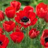 VIRIDIMANIA Bulbi da Fiore Autunnali Olandesi | Selezione di Bulbose a Fioritura Primaverile | Ottima Qualità e Fioritura Garantita (10 Bulbi di ANEMONE HOLLANDIA)