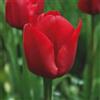 VIRIDIMANIA Bulbi da Fiore BIOLOGICI | 100% Naturale dai migliori produttori Olandesi | Salezione e qualità | Fioritura garantita. (10 Bulbi di TULIPA TRIONFO ROSSI 'Strong Love' BIO)