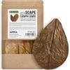 ARKA Foglie di Catappa Acquario 16,5-20 cm - Catappa Leaves M Confezione 10 pz | per acquari d'acqua nera e dolce, foglie con tannini e acidi umici, favorisce vitalità e benessere