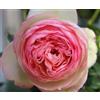 Gardenaria Pianta Esterno Rosa 'Pierre De Ronsard' - Rosa da giardino 90/100 cm (vaso 19)
