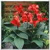 Sfdytg Sfuso Canna, Perenne, Resistente - Giardini e Balconi, Adatta ai principianti-1bulbi-B