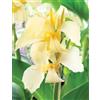 Sfdytg Sfuso Canna, Perenne, Resistente - Giardini e Balconi, Adatta ai principianti-2bulbi-J