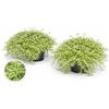 POWERS TO FLOWERS - SEDUM LINEARE SILVER STAR, 2 PIANTE, VASO 12 CM DIAMETRO, pianta vera