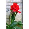 Sfdytg Sfuso Canna, Perenne, Resistente - Giardini e Balconi, Adatta ai principianti-1bulbi-A