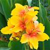Sfdytg Sfuso Canna, Perenne, Resistente - Giardini e Balconi, Adatta ai principianti-1bulbi-C