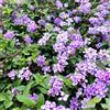 Generic verbena ibrida crescita giardino sul balcone per gli amanti adatto 300semi