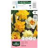 AGRONOM Tested in the garden AGRONOM | NARCISO DOUBLE MIX | Bulbi da fiore perenni | Fiori multicolore | Da piantare in autunno, per giardino, balcone e vaso | 3 bulboi