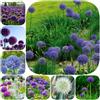 Generic Allium giganteum aglio ornamentale facile coltivare per i luoghi 9bulbi