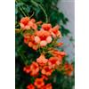 Generic 3 talee - Campsis Radicans (vite di tromba) *arancione | 3 Talee, Pianta da Giardino