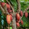 Generic Theobroma cacao giardino esterno resistenti balcone 3semi