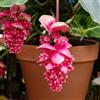 Generic Medinilla magnifica - resistenti raro giardino decorative 30semi