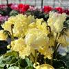 Generic ciclamino ombra selvatici decorativo ufficio sempreverdi giardino 180semi