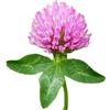 Mondo Ape Semi Fiori per Api - Semi di Trifoglio Violetto (Trifolium pratense) - 1 kg - Pianta Mellifera e Foraggera - Alta Produzione e Resistenza al Freddo - Api e Pascolo - Semi per Apicoltura