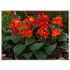 Sfdytg Sfuso Canna, Perenne, Resistente - Giardini e Balconi, Adatta ai principianti-2bulbi-F