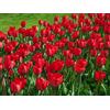Vivaio Garden Forest, Tulipani Red Impression - 8 bulbi calibro 12+, Tulipani a fiore grande rosso intenso, Fioritura primaverile con grandi fiori a coppa, Ideali per giardino e vaso