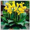 Sfdytg Sfuso Canna, Perenne, Resistente - Giardini e Balconi, Adatta ai principianti-1bulbi-H