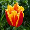 GardenersDream Tulipano Fabio - Bulbi perenni primaverili da piantare in autunno